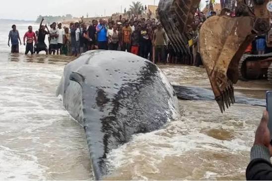 RDC : une baleine retrouvée échouée sur une plage de Muanda, les tentatives de sauvetage ont échoué