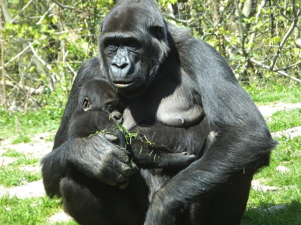 RDC : le Parc des Virunga enregistre une 11è naissance de gorille de montagne, un espoir pour la conservation d’une espèce menacée