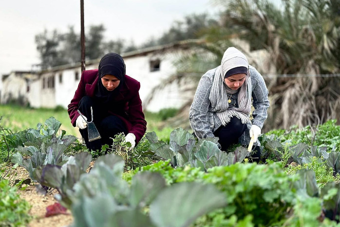 Gaza : l’agriculture dévastée, de petits projets redonnent espoir aux agriculteurs